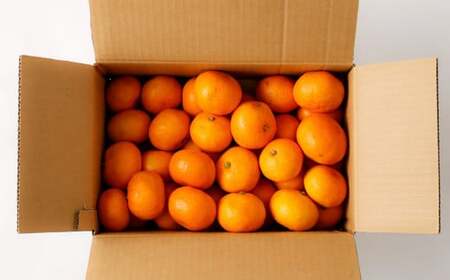 熊本県産みかん BUSAIKU MIKAN 3kg 【2026年10月上旬発送開始】 フルーツ 果物 くだもの みかん 蜜柑 柑橘