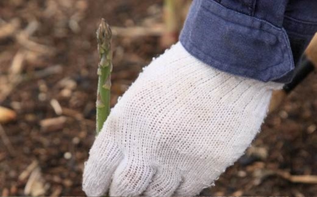 ［ 先行受付 ］ おとふけ産グリーンアスパラ 1kg 【 A133 】