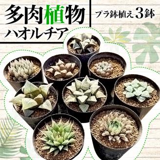 【2024年9月から順次出荷】 多肉植物 ハオルチア プラ 鉢植え おまかせ ３鉢 セット 観葉植物 プラ鉢 ミニサイズ 植物 人気 趣味 インテリア ナチュラル 自然 緑 かわいい 初心者