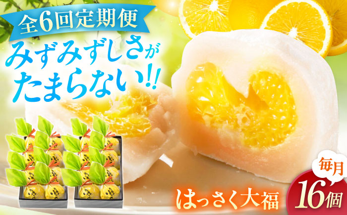 【6回定期便】お菓子 はっさく大福8個入×2　 お菓子 大福 八朔 柑橘 みかん オレンジ 餅 ギフト お取り寄せ スイーツ フルーツ大福 ご当地 菓子 おかし デザート 食品 人気 おすすめ 広島県