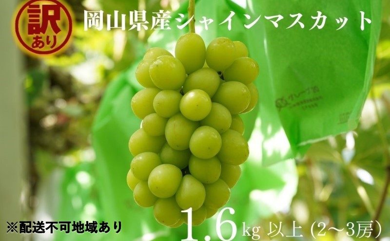 訳あり シャインマスカット 2～3房 合計1.6kg以上 産地直送 朝採れ ぶどう 葡萄 シャイン マスカット 岡山 Kawahara Green Farm