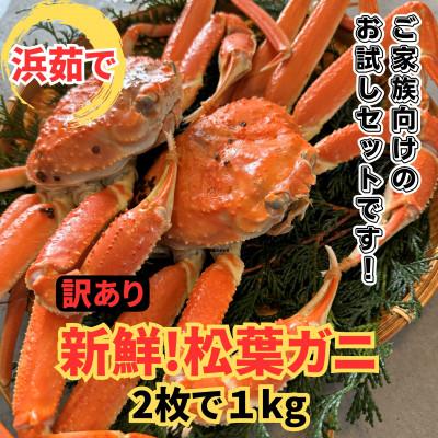 ふるさと納税 岩美町 鳥取網代港【訳あり】浜茹で!松葉ガニ1kgセット【さかなや新鮮組】