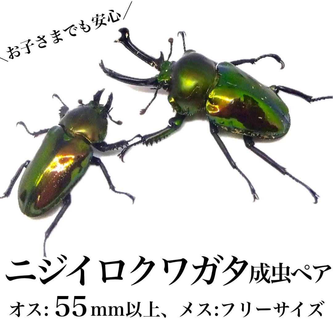 【A76001 】ニジイロクワガタ 成虫ペア オス(55mm以上) メス(フリーサイズ) _イメージ1