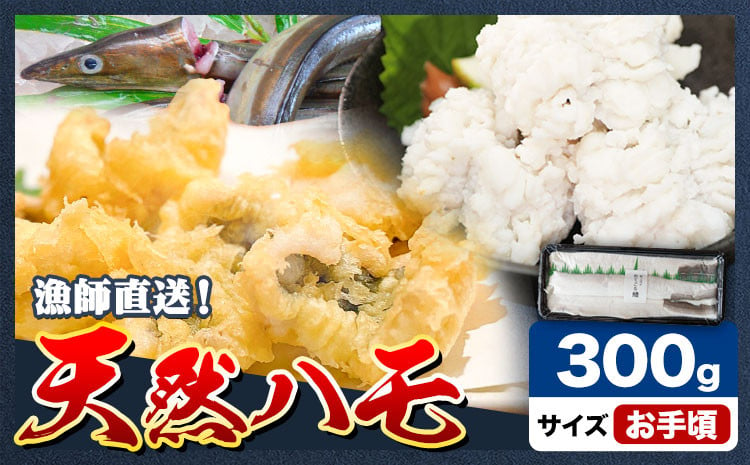 
            産地直送！ハモ お手頃ハモ 300g《7月上旬-9月末頃出荷》熊本県 葦北郡 津奈木町 平国丸 旬 旬の魚 鰻 鱧 湯引き 天ぷら 新鮮 お手頃
          