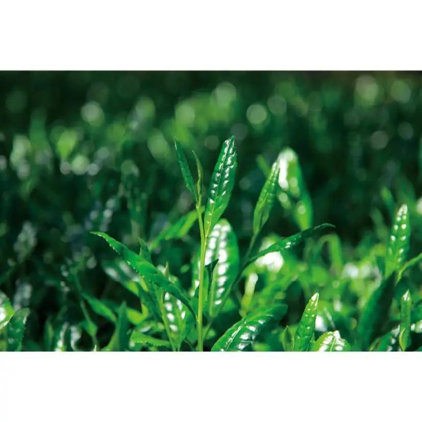 ほうじ茶500ｇ３個入り