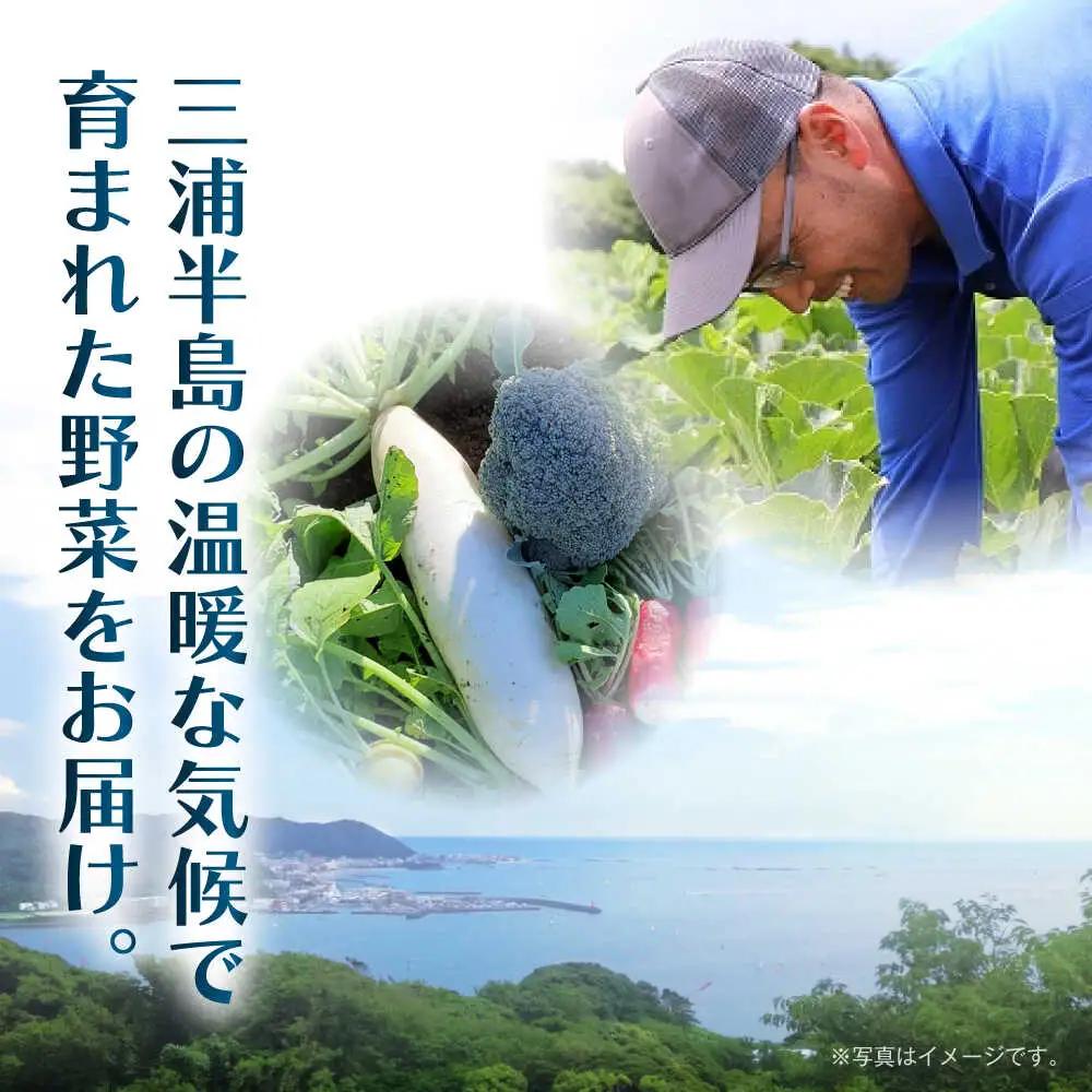 【全6回定期便】よこすか野菜セット すかなボックス／野菜 旬 セット  【JAよこすか葉山】[ASCB003]