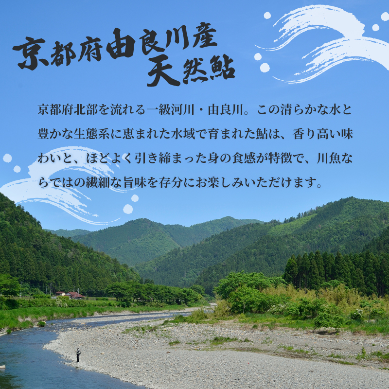 天然鮎 網獲り 冷凍 約0.5kg（約7匹〜11匹）【 由良川の網獲り 由良川漁協 冷凍あゆ 冷凍鮎 高鮮度 冷凍 あゆ 鮎 魚 さかな 舞鶴 京都 】 