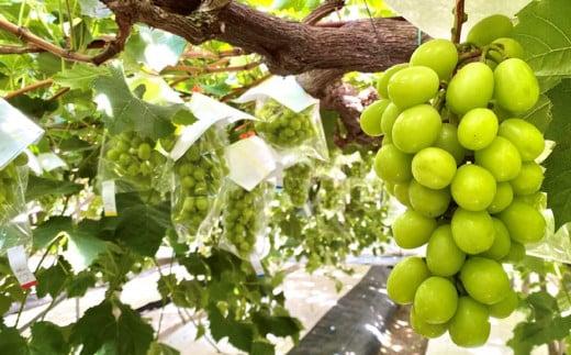 ＜2026年 先行受付 8月中旬発送＞【貝塚市産】特選シャインマスカット 900g以上３Lサイズ