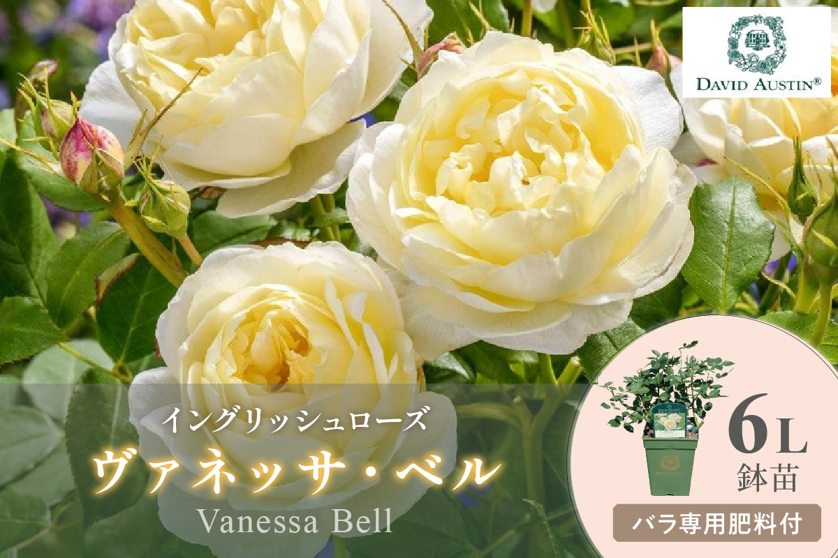 【イングリッシュローズ】デビッド・オースチン ヴァネッサ・ベル 6L鉢苗（バラ専用肥料付）【025D-011】