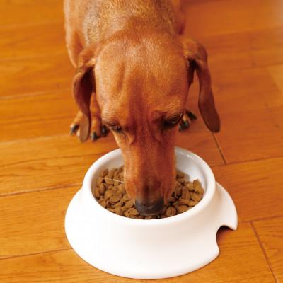 ふるさと納税 玉名市 犬の雑穀ごはんアダルト1.6kg(玉名市) |  | 03