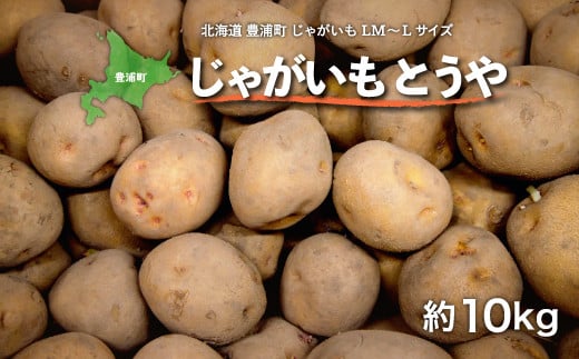 北海道 豊浦町 じゃがいも M～Lサイズ とうや 約10kg【 ふるさと納税 人気 おすすめ ランキング 野菜 いも 芋 じゃがいも じゃが芋 ジャガイモ ポテト国産 カレー シチュー おいしい 美味しい 北海道 豊浦町 送料無料 】 TYUL007