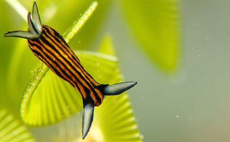 ダイビング 奄美の海を満喫　2ボートダイビング【ライセンス保有の方対象】 