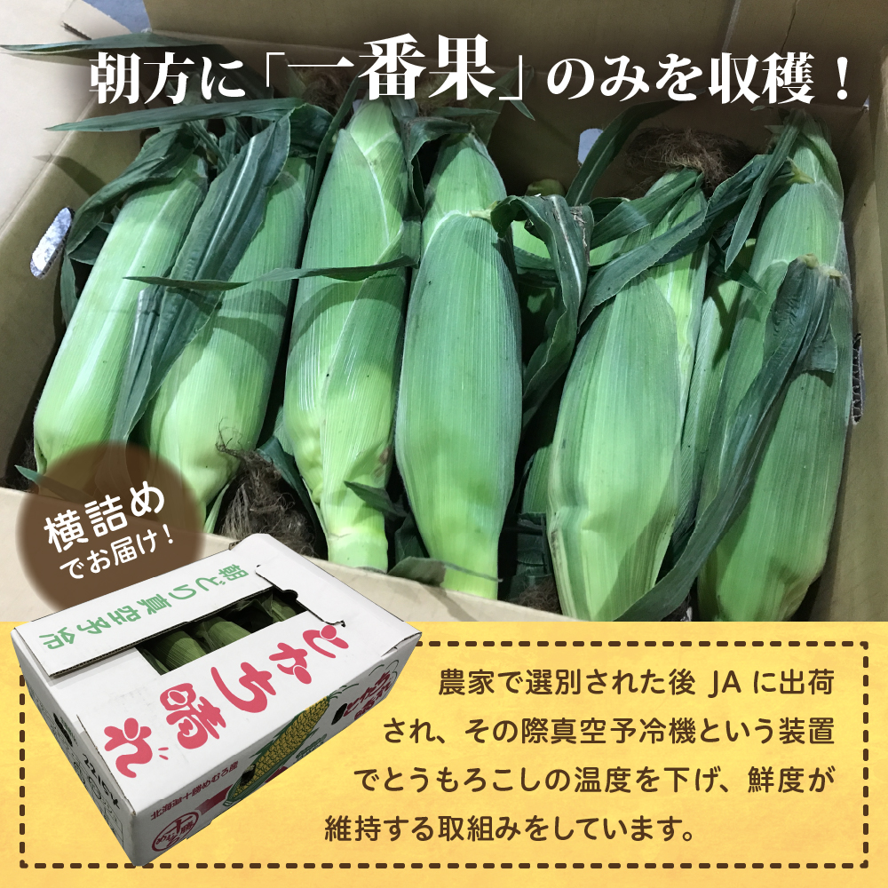 【2027年産】とかち晴れ 十勝めむろ スイートコーン 13本 meb010-005-27 / ゴールドラッシュ とうもろこし 甘い 人気 朝採り 産地直送 送料無料 北海道 十勝 芽室町