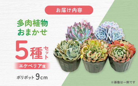 多肉植物 9センチポット 大型苗 デカベリア エケベリア おまかせ 5種セット  【mucca】[ATHD003]