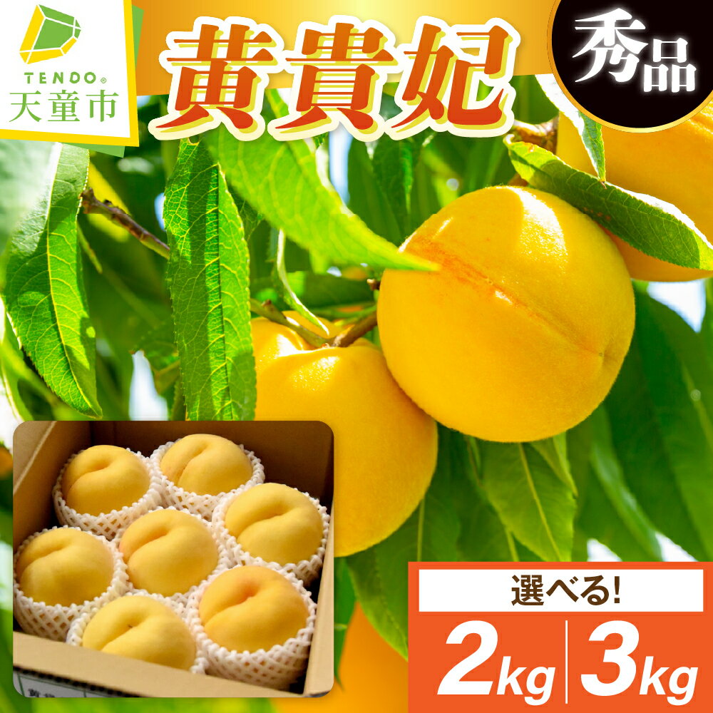 【ふるさと納税】 もも ( 黄貴妃 ) 選べる 2kg / 3kg 先行予約 令和8年産 2026年産 黄桃 桃 ピーチ peach 果物 くだもの デザート 旬 冷蔵 お取り寄せグルメ 産地直送 送料無料 【 山形県 天童市 】