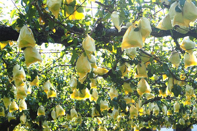 【2024年先行予約】新潟県産 ル・レクチェ 約2kg 幻の洋梨《11月下旬～順次発送》