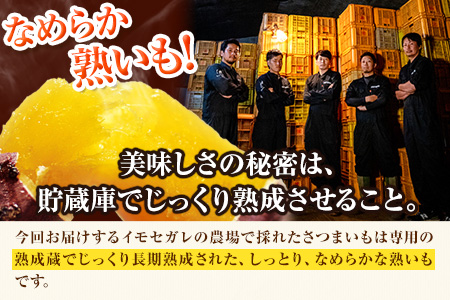 熊本県大津町産 紅はるか 約3.5kg（大中小不揃い）《1-5営業日以内に順次出荷(土日祝除く)》二代目イモセガレブラザーズ さつまいも 芋 紅はるか スイートポテト 干し芋にも 特産品 熟いも 野菜