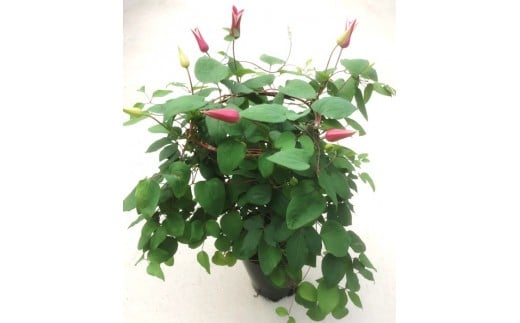 【先行予約】クレマチス プリンセスダイアナ (赤系) 5号鉢 | 花 お花 レッド 赤 5号 花ギフト フラワーギフト 鉢花 鉢植え ギフト プレゼント 贈答 農林水産大臣賞受賞 根本園芸