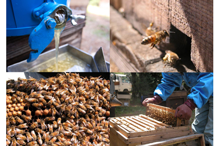 蜜匠 1000g はちみつ 2種セット はちみつ【3-13】