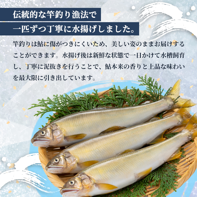 【2026年夏発送】天然鮎 竿釣り 10匹 （17～23cm） 【 冷蔵 由良川の竿釣り 由良川漁協 あゆ 鮎 新鮮 魚 さかな 直送 舞鶴 京都 魚介 川魚 塩焼き 生あゆ 】