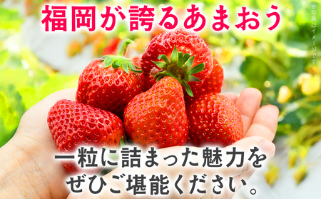 あまおう いちご 大容量 1.5kg 250g×6パック 苺 フルーツ 果物 福岡 九州 グルメ お取り寄せ 3月上旬～4月上旬頃出荷予定