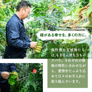 【m24-14】＜観葉植物＞フィロデンドロン・シルバーメタル(6号) (陶器鉢・受け皿付) 【アイエヌエー】