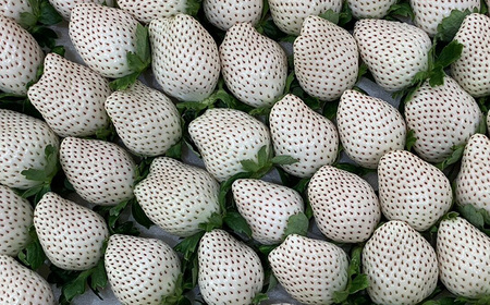 白い宝石（フルーツキャップ）1箱（約470g） / 佐賀県 / 手島農園 [41ABAB007]