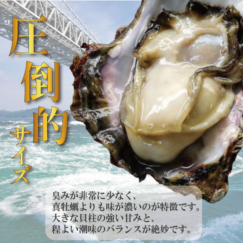 【2026年5月~2026年8月まで発送】牡蠣 生牡蠣 殻付き 8個 生食可 冷蔵 (ナイフ付き) 渦潮キング 岩牡蠣 かき カキ ブランド 旬 新鮮 海鮮 濃厚 料理 鍋 牡蠣鍋 カキフライ バーベ