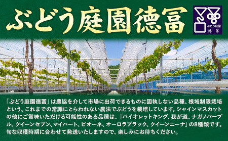 【2026年発送】シャインマスカット ぶどう 岡山県産 シャインマスカットと旬のぶどうセット 約1kg 2房 Grapes garden goat《2026年8月中旬～10月上旬頃に出荷予定(土日祝除