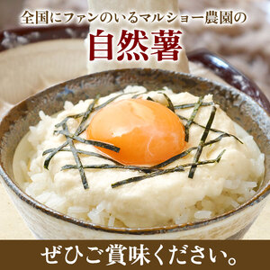 自然薯 1.15 kg 1 本  千葉県産 |  パイプ 栽培 マルショー農園 じねんじょ 君津市 きみつ 千葉県