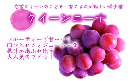 【2616-0466】岡山 花笑み農園『彩り3種』(シャイン、クイーンニーナ、ピオーネ)(約2kg3房) 3M-2