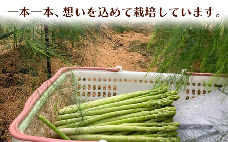 【先行予約】甘くやわらか！こだわり 夏芽 アスパラガス 約1kg【ふぁふぁふぁーむ】あすぱら 野菜 アスパラ[ICS002]