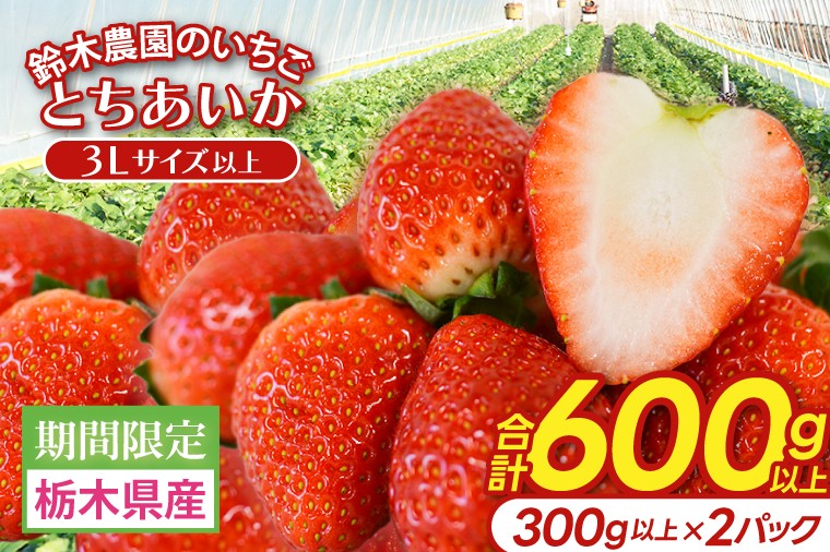 
                  【3Lサイズ以上】いちご とちあいか 600g以上 (300g以上×2パック)｜栃木県 益子町 ふるさと納税 鈴木農園 3L 4L 5L 贈答用 食べ応え抜群 大きい 大きいサイズ いちご イチゴ 苺 果物 フルーツ とちあいか 人気 600g以上 1パックあたり5粒～12粒入り 合計10～24粒入り（DJ002）
                