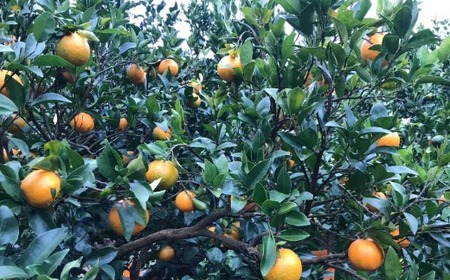 【秀品】作田農園直送！ポンカンＭサイズ 5kg_減農薬 有機肥料 ポンカン ぽんかん くだもの 果物 フルーツ 柑橘 かんきつ みかん ミカン 人気