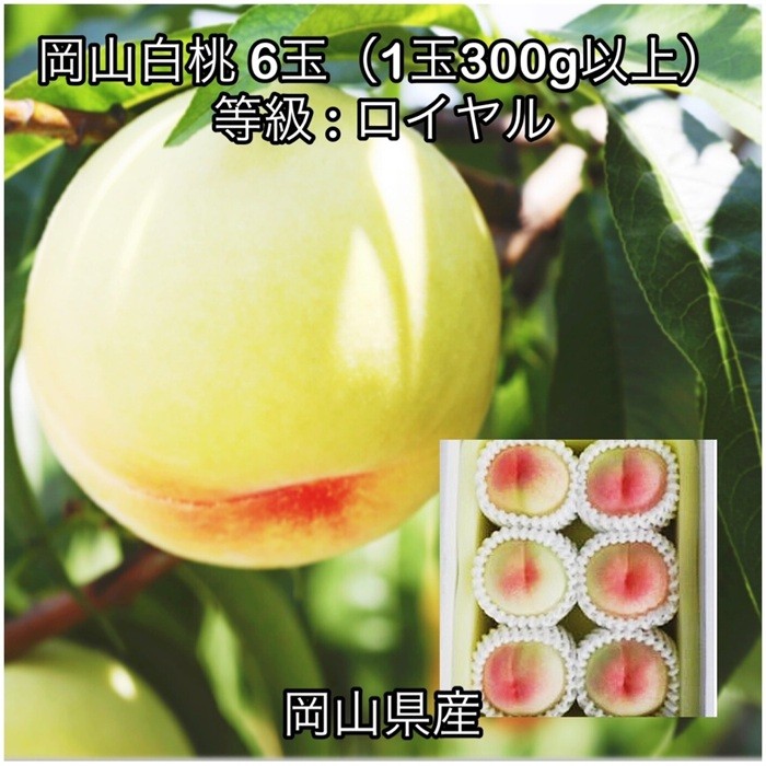 
                  岡山白桃6玉(1玉300g以上)化粧箱入り岡山県産
                
