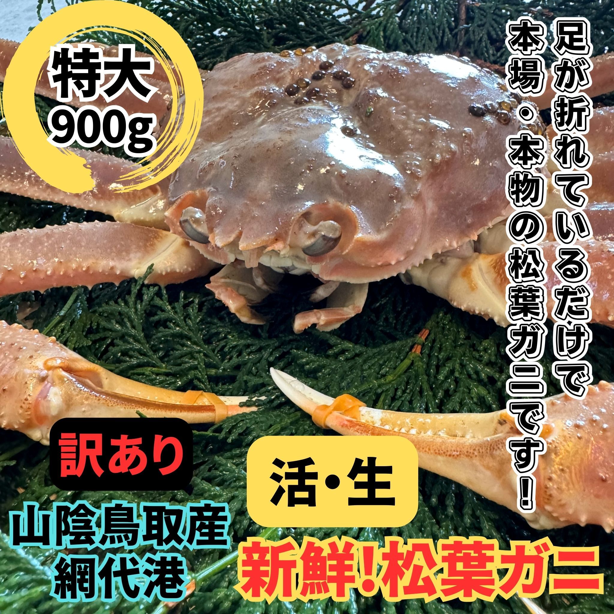 【ふるさと納税】【訳あり】 活！松葉ガニ(特大)900g 1枚 鳥取網代港 岩美 松葉がに ずわいがに かに ※お届けは2026年11月中旬～【さかなや新鮮組】【22097】
