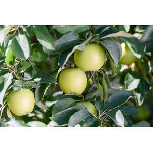 【26年5月より順次発送】平均糖度13度以上! シナノゴールド 約10kg 訳あり  クール便【配送不可地域：離島・沖縄県】【1610035】