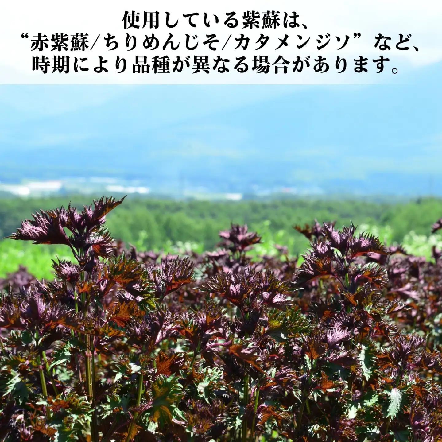 赤紫蘇寒天ゼリー120ml×5本 ｜ 飲料 寒天 ゼリー 赤紫蘇 飲みもの 馨工房