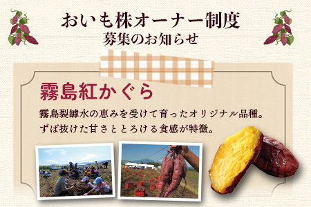 ＜【B】2025年度おいも株オーナー制度1口セット2株 霧島紅かぐら(最低2.4kg保証)+特産品＞2024年12月中旬頃に熟成されたさつまいもときんかんをお届け！【MI187-sh-s-R7】【株式会社育みの里しろはと】