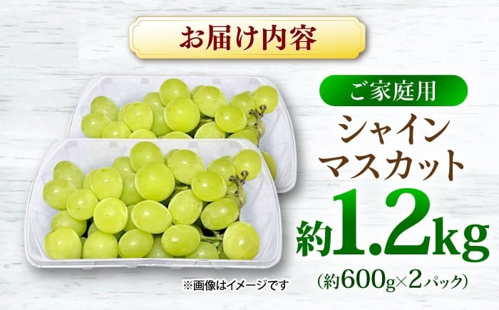 シャインマスカット ぶどう シャイン ブドウ 果実 くだもの 果物 フルーツ