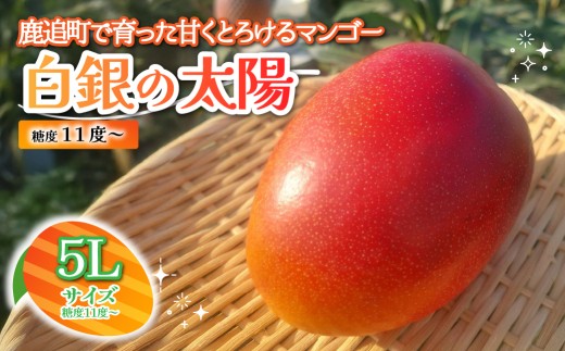 北海道鹿追産　白銀の太陽（糖度１１度～）　５L×１玉【 ふるさと納税 人気 おすすめ ランキング マンゴー マンゴーフルーツ 果物 くだもの 果実 フルーツ ハウス栽培マンゴー 北海道 鹿追町 送料無料 】 SKZ014