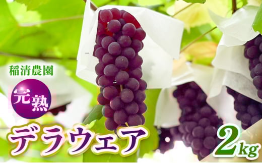 【2026年先行予約】数量限定 デラウェア2kg（10房前後）6月下旬～7月下旬発送｜特選 期間限定 ぶどう 葡萄 フルーツ 果物 くだもの 人気 贈答用 ギフト 先行予約 種なし 旬 新鮮 家庭用 プレゼント 送料無料 贅沢 甘い
