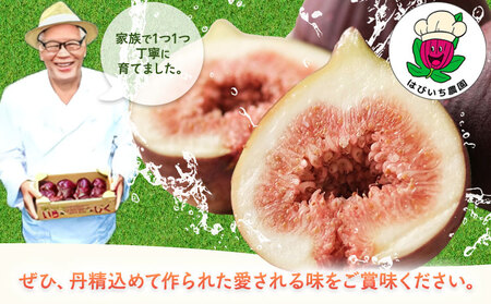 完熟いちじく約1kg 