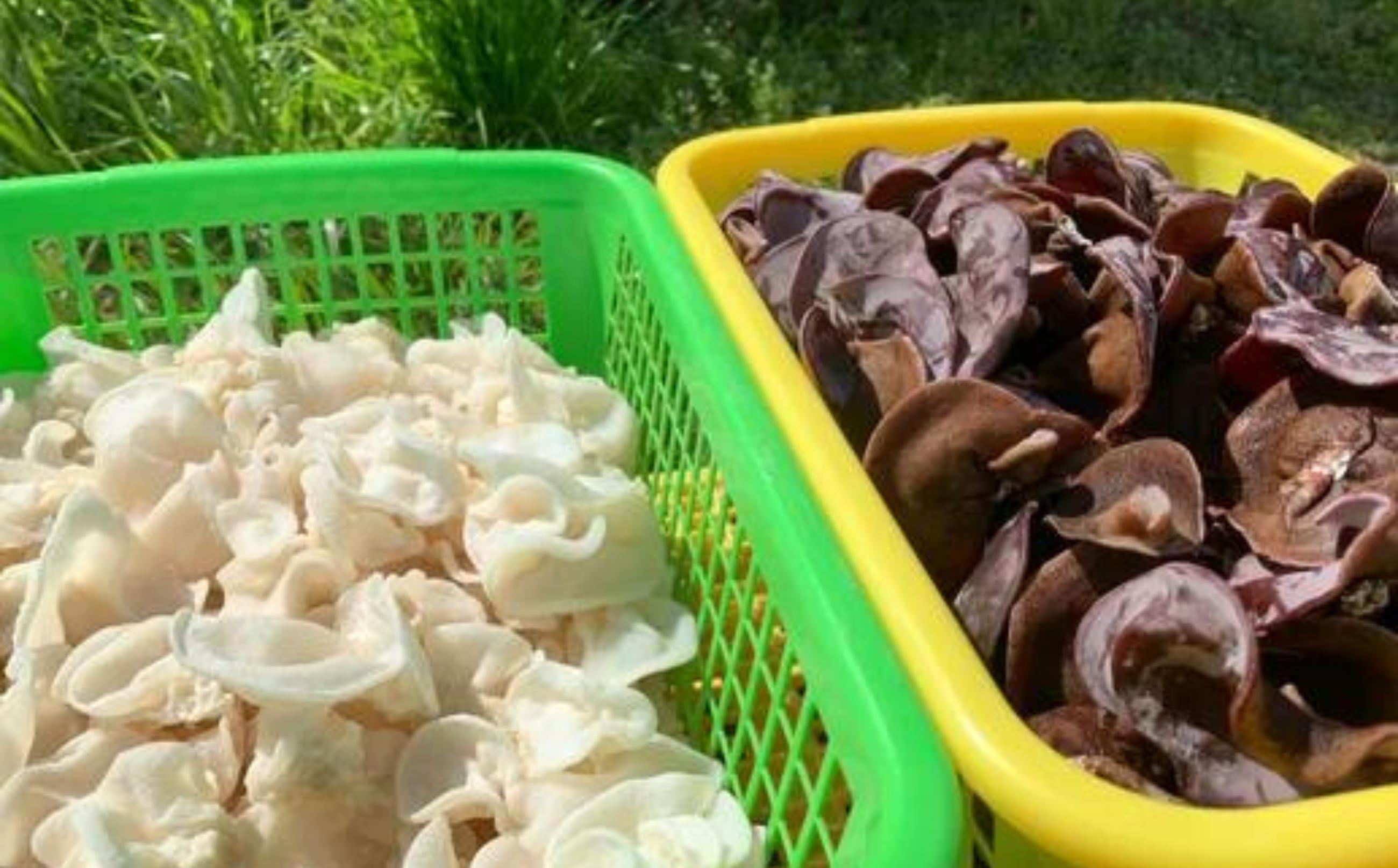 白いきくらげ（写真左）はキクラゲ（アラゲキクラゲ：写真右）の突然変異です。