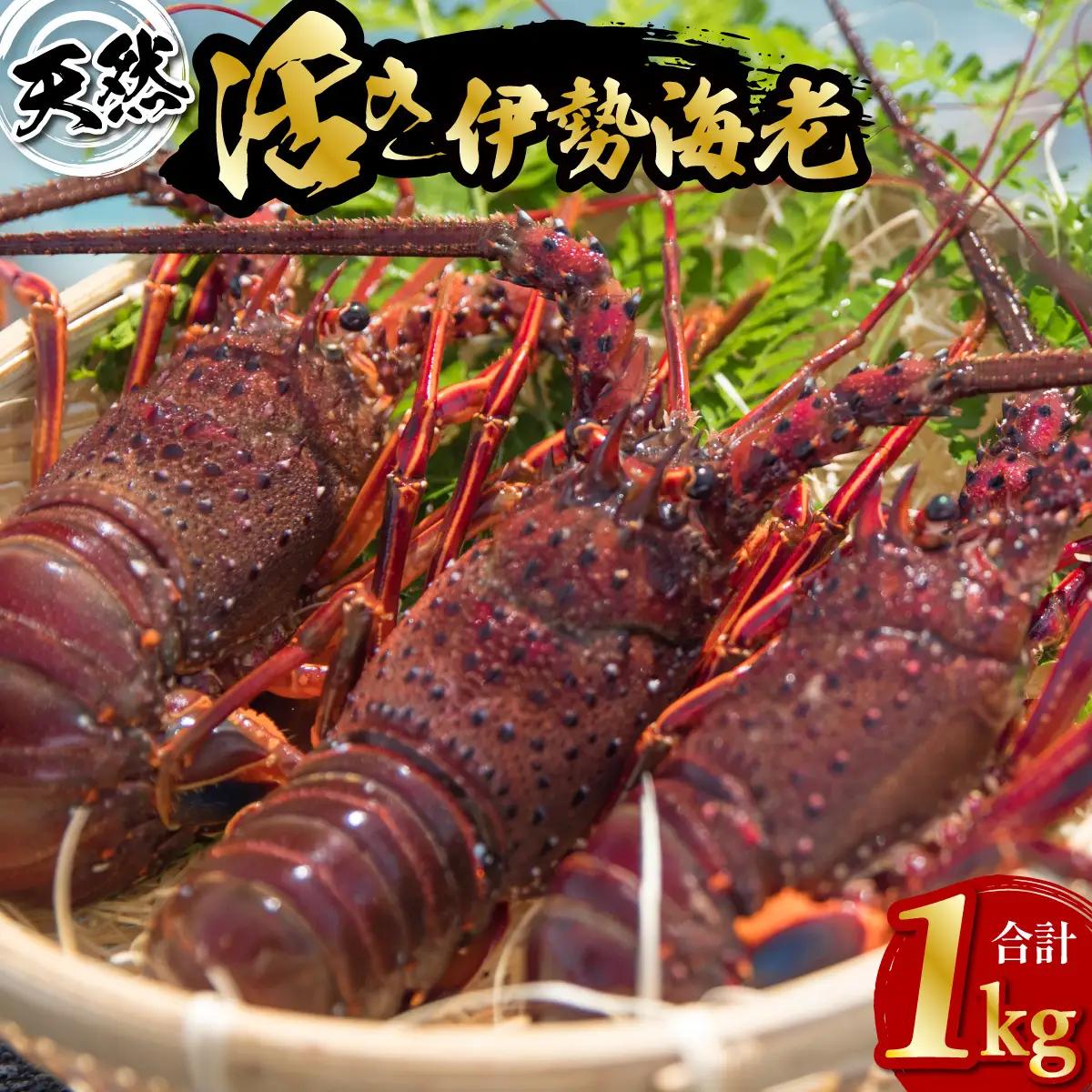 先行予約 天然 伊勢海老 1kg 活伊勢海老 厳選 産地直送　【2026年10月以降発送】