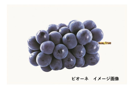山陰浜田のピオーネジャム　木箱入り ジャム フルーツジャム ピオーネ ぶどう 3個 贈り物 贈答品 【032_2066】