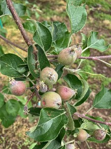 【2025年先行予約】サンふじ りんご 家庭用 約5kg｜ 千曲市産りんご 信州りんご 林檎 長野産りんご 美味しいリンゴ