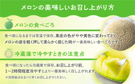 【定期便】先行予約 マスクメロン 4回  伊良湖産 2玉 2024年6月スタート  箱詰め メロン フルーツ 果物 お中元 お取り寄せ ギフト 渥美半島 田原市  マルカ農園 産地直送 送料無料 40