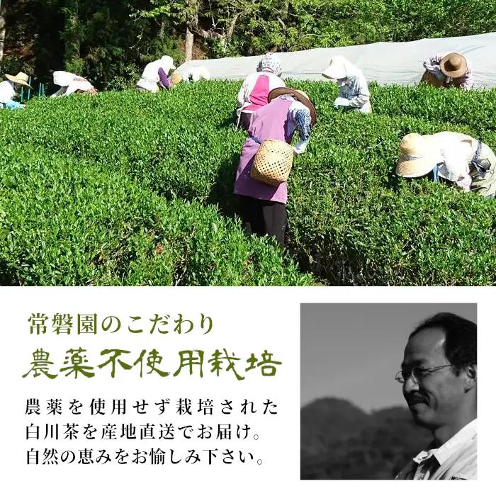 農薬不使用！煎茶 ギフト NO.16（みどり120g×2 計240g） 常磐園 みどり 日本茶 緑茶 茶葉 お茶 白川茶 春摘み 岐阜県 東白川村 お取り寄せ 贈答用 プレゼント 母の日 ギフト