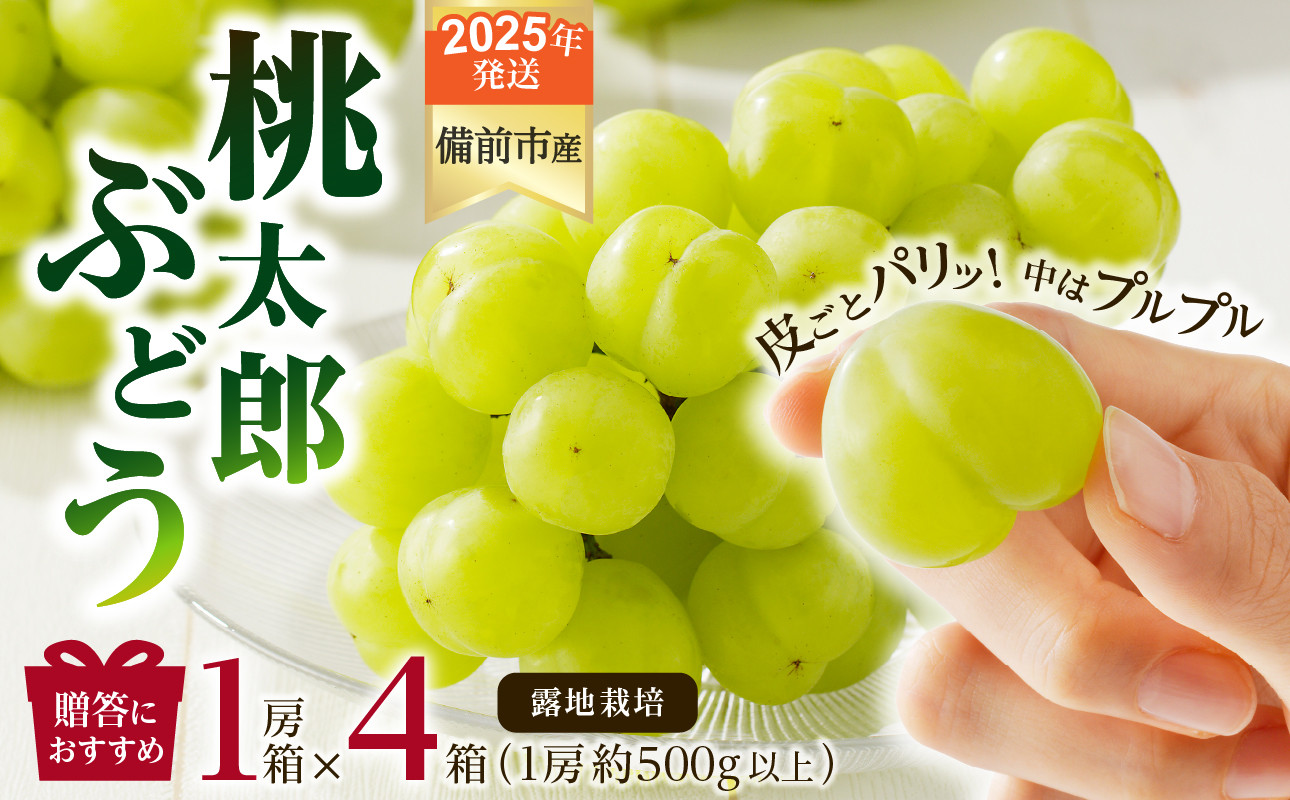 
            【2025年発送】びぜん葡萄「桃太郎ぶどう」（露地栽培）1房入×4箱セット 【 岡山県備前市産 桃太郎ぶどう 露地栽培 1房入×4箱セット 樹上完熟 】
          